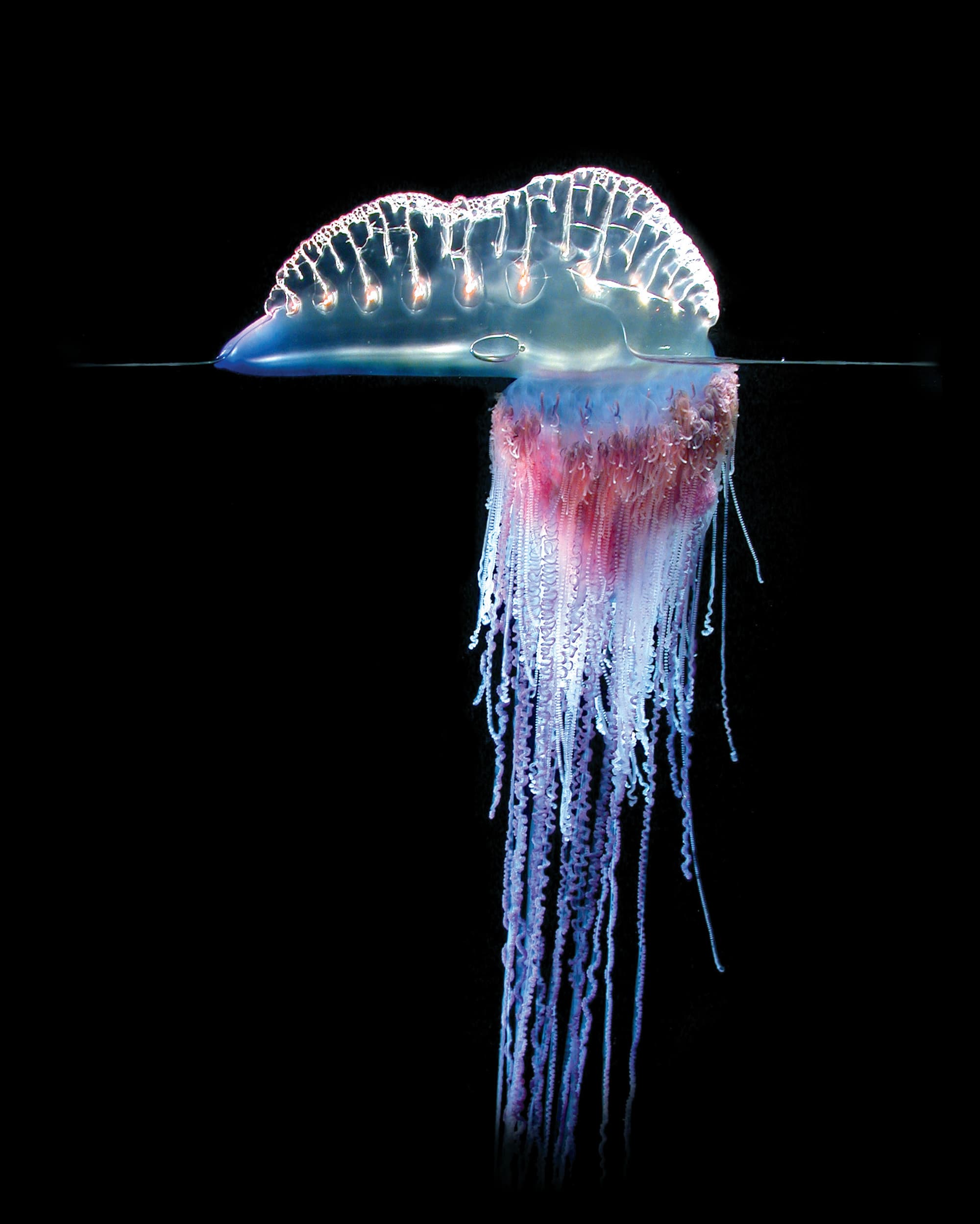 Physalia, the Toxic Portuguese Man-of-War