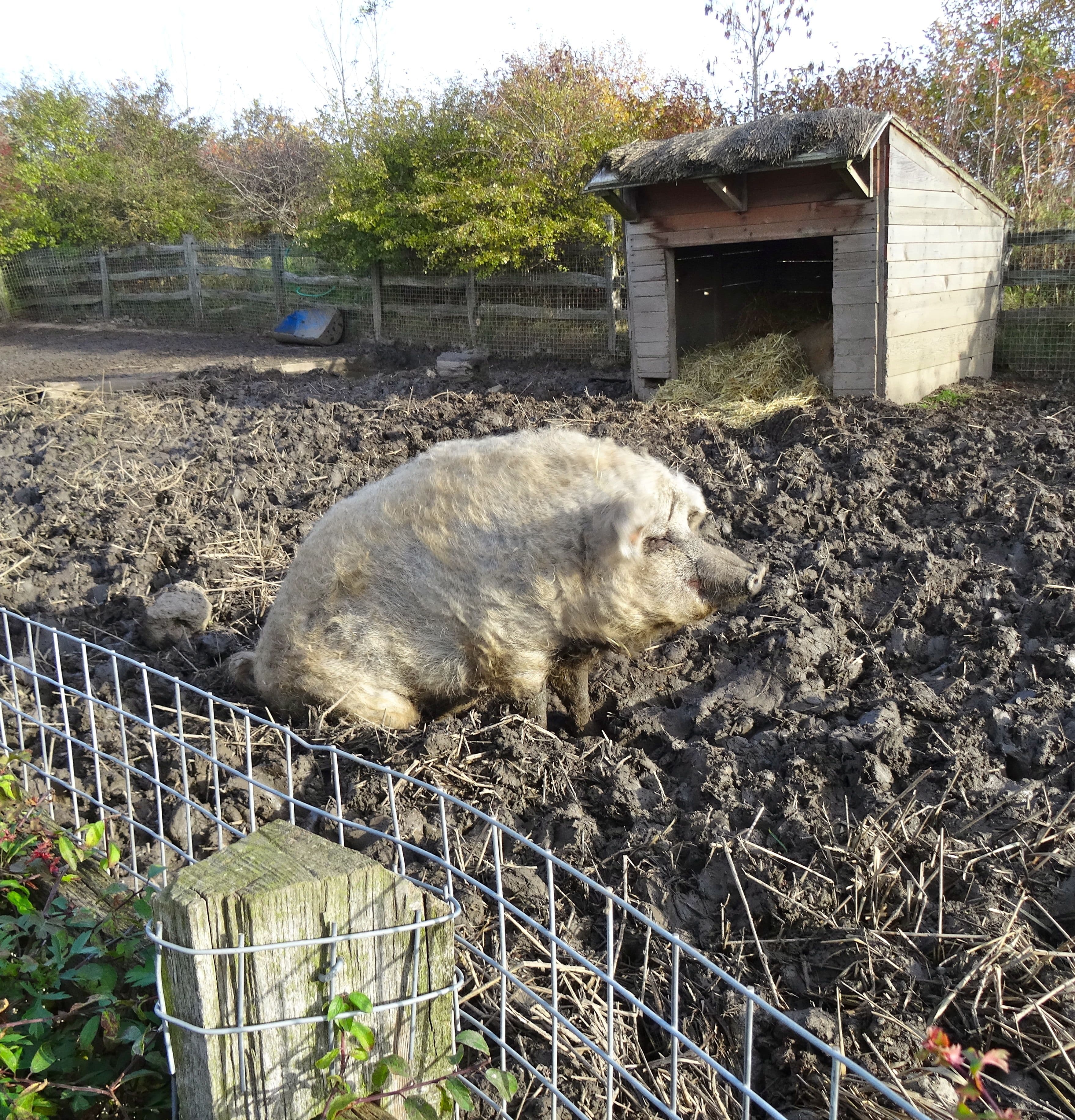A pig at Bede's World: 