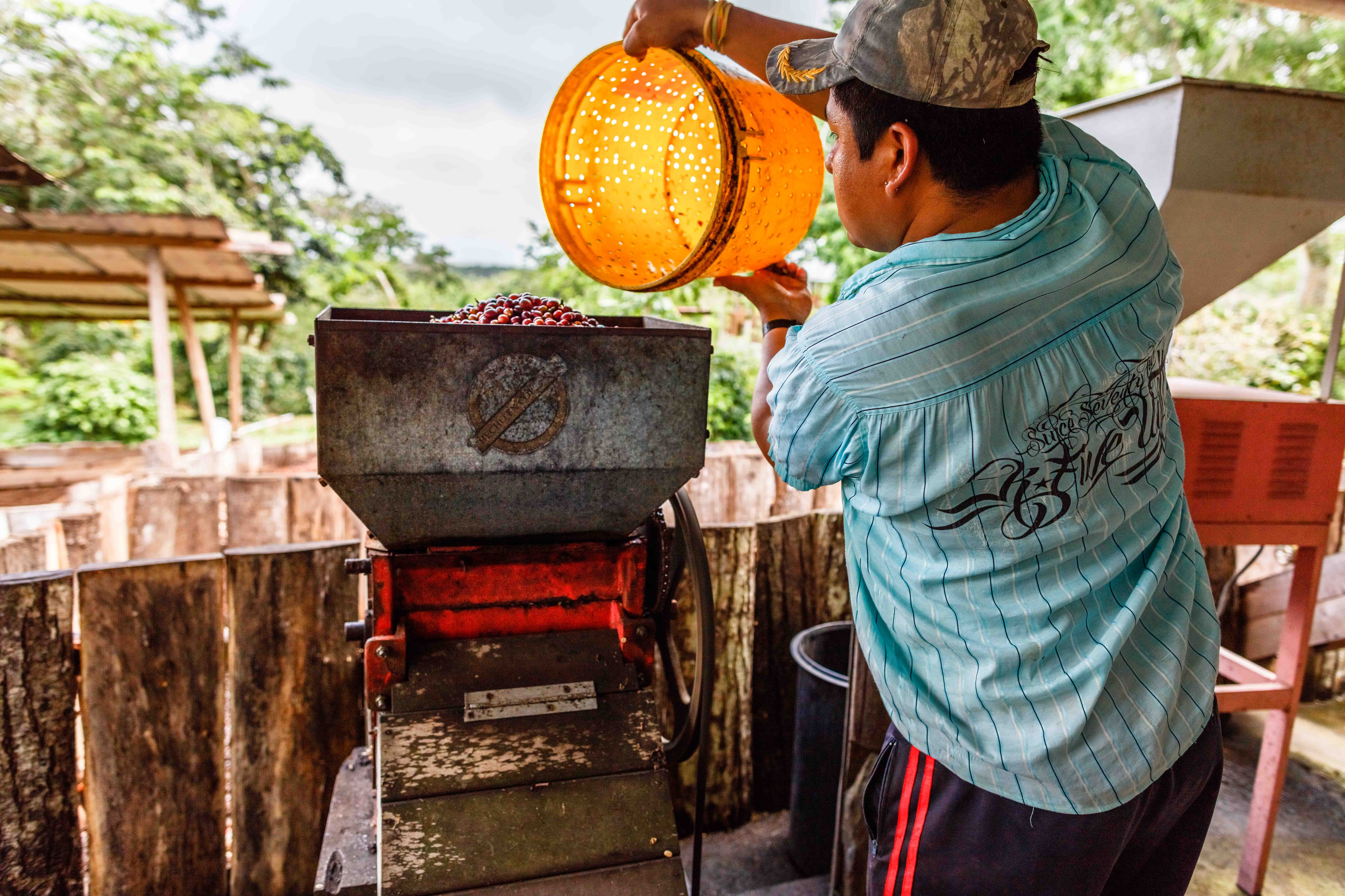 Workers on the Lava Java farm harvest the beans and then process them onsite before selling them to high-end local cafes serving the booming Galapagos tourist trade.