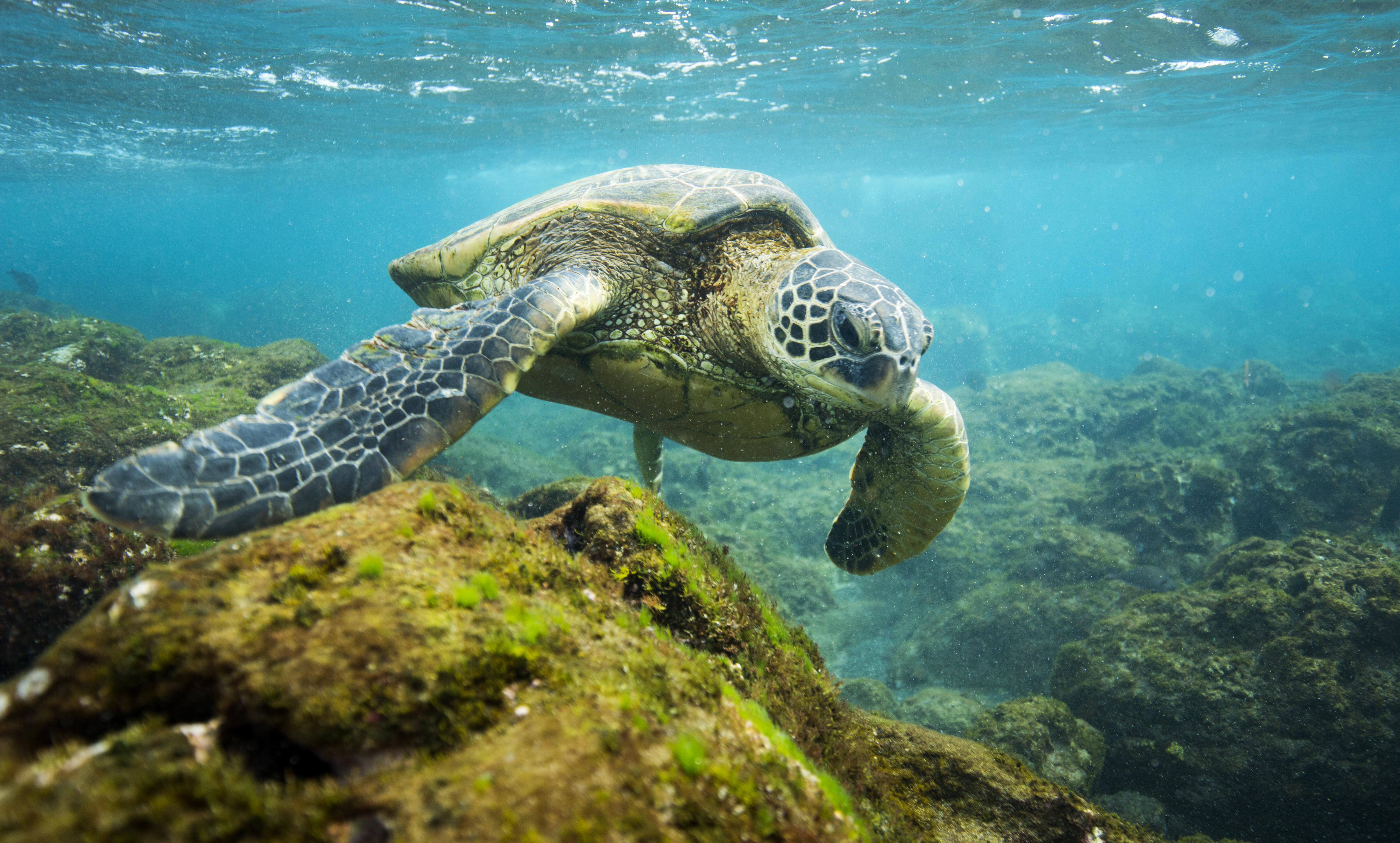 Sea turtles listed under the Endangered Species Act will soon have areas of their fully protected habitat greatly expanded near Hawaii.