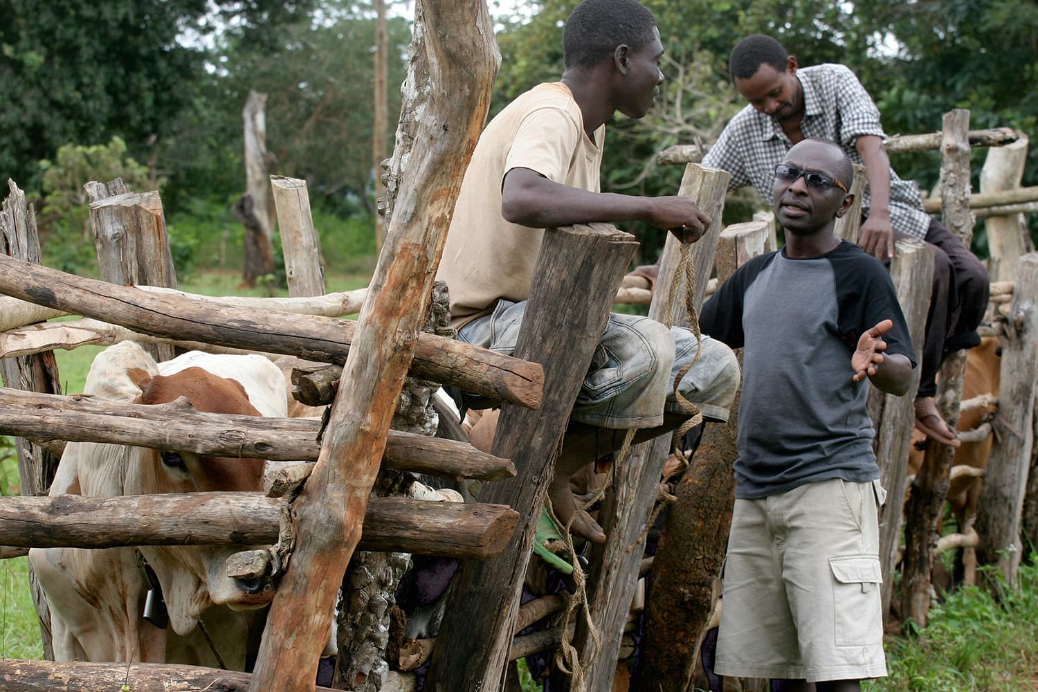 Tstse files - African cows