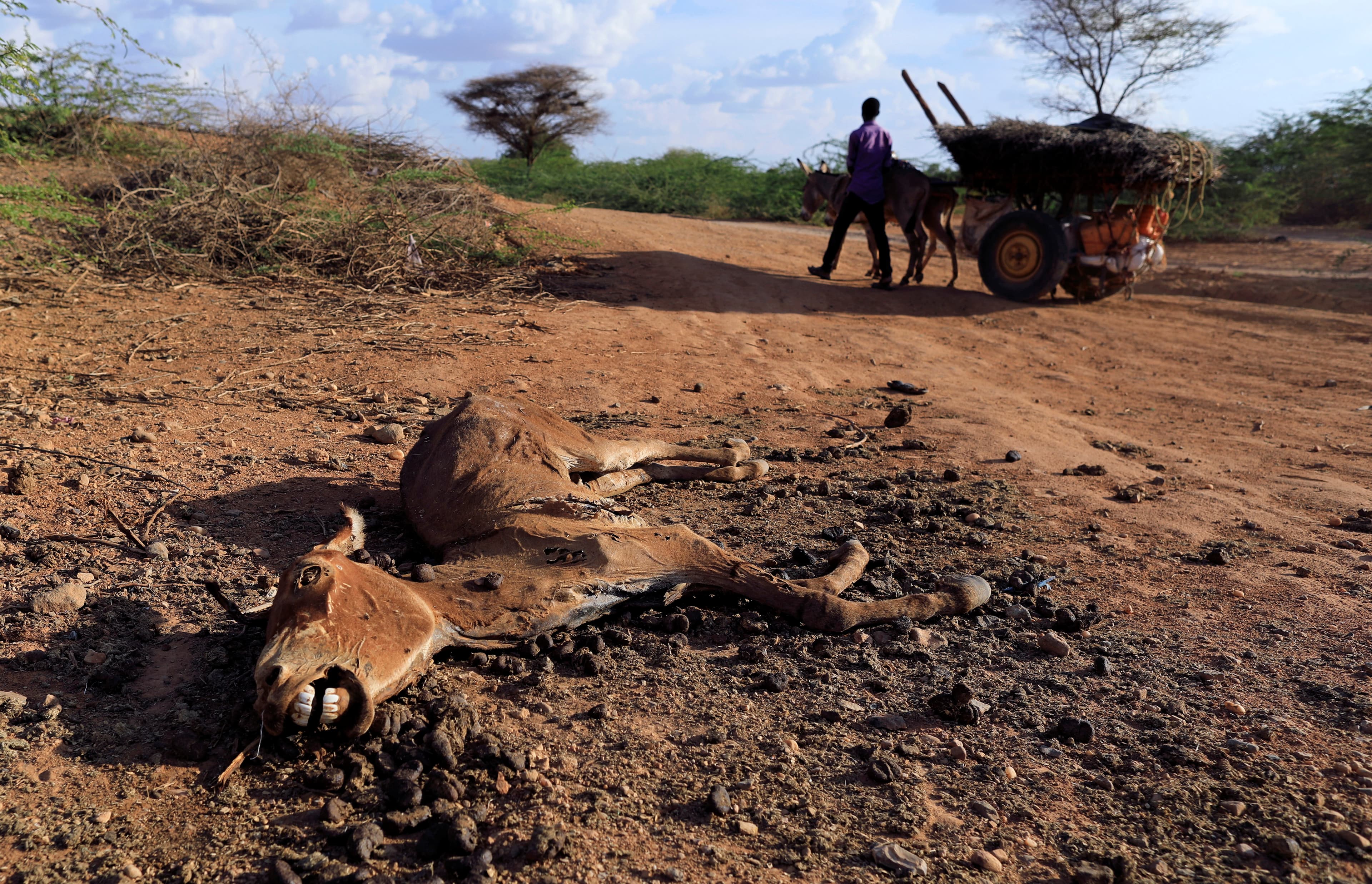 A dead donkey lies near a makeshift settlement in Dolow, Somalia, April 5, 2017.