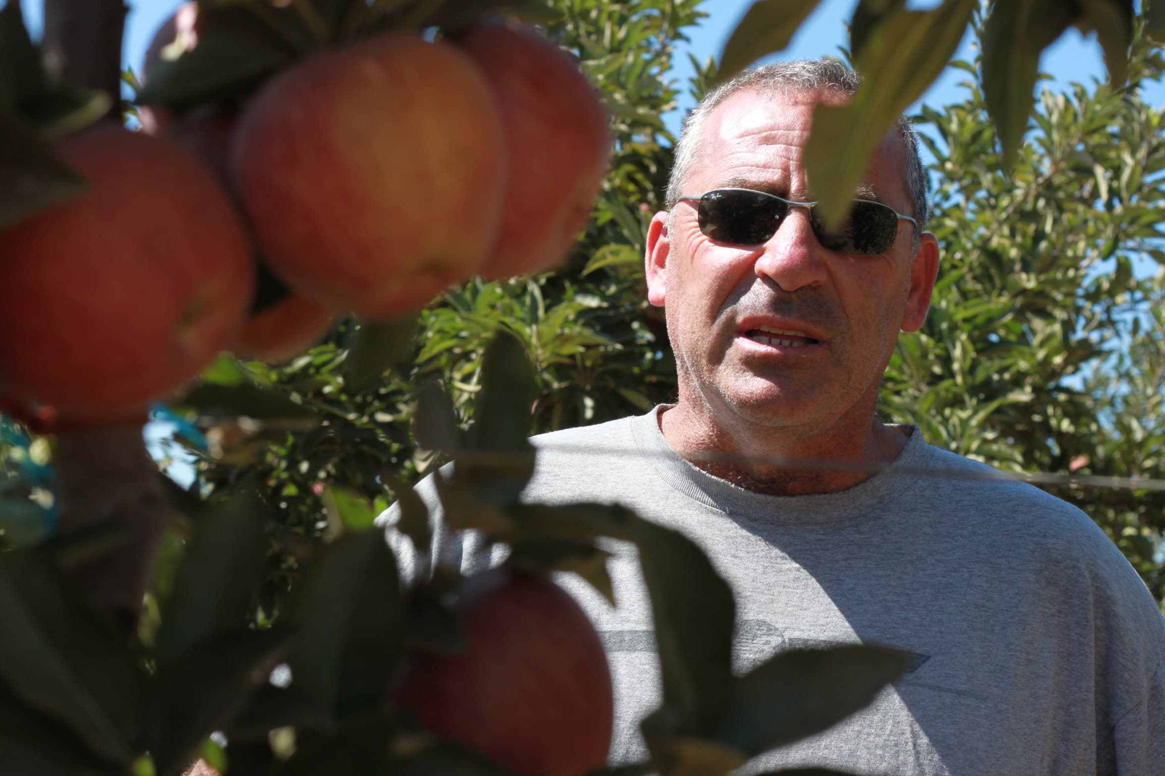 Gabi Kuniel in his orchard of Red Delicious apples, a few hundred feet away from the border fence.