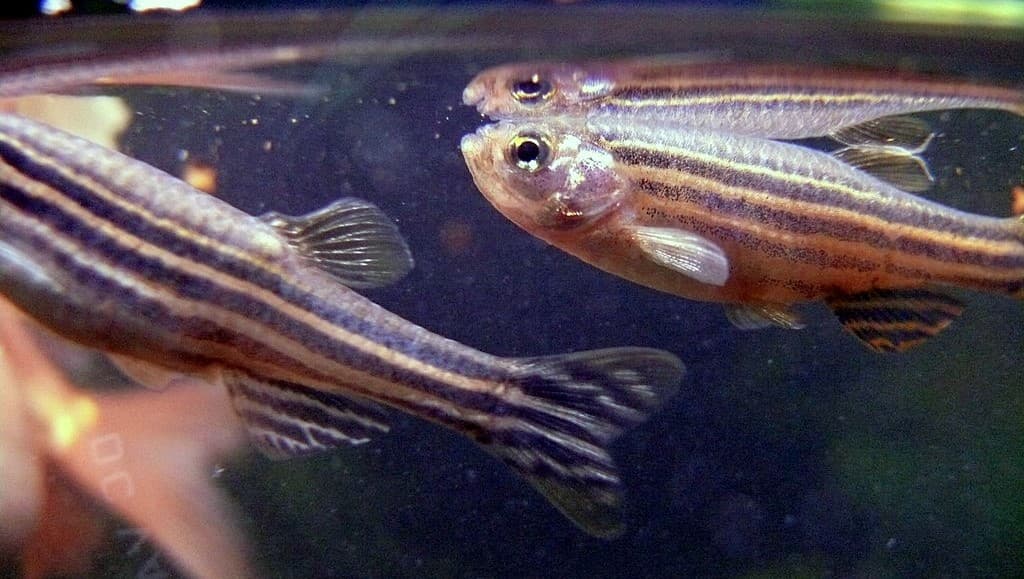 Zebrafish