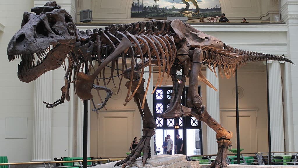 Tyrannosaurus Sue