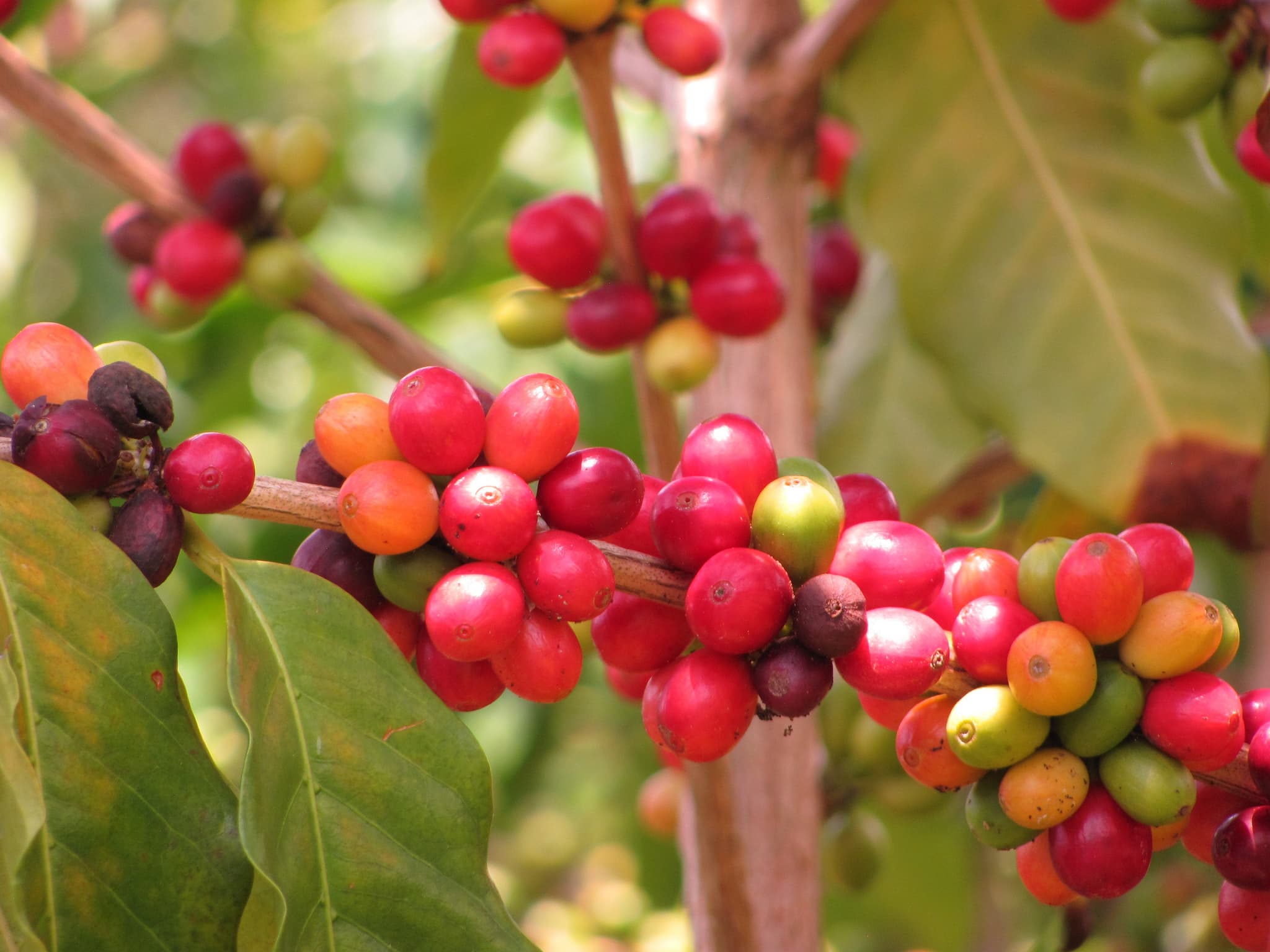 coffea arabica.