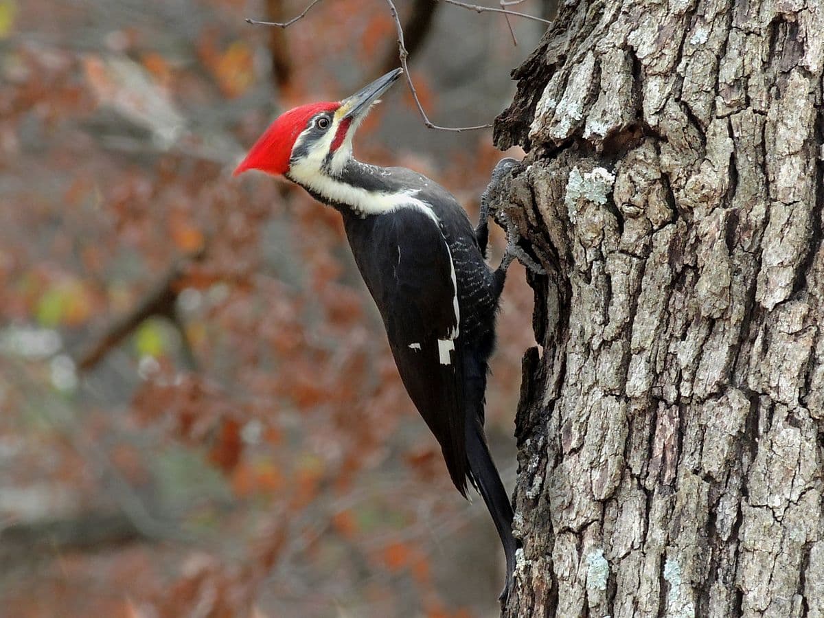 Pileated woodpecker