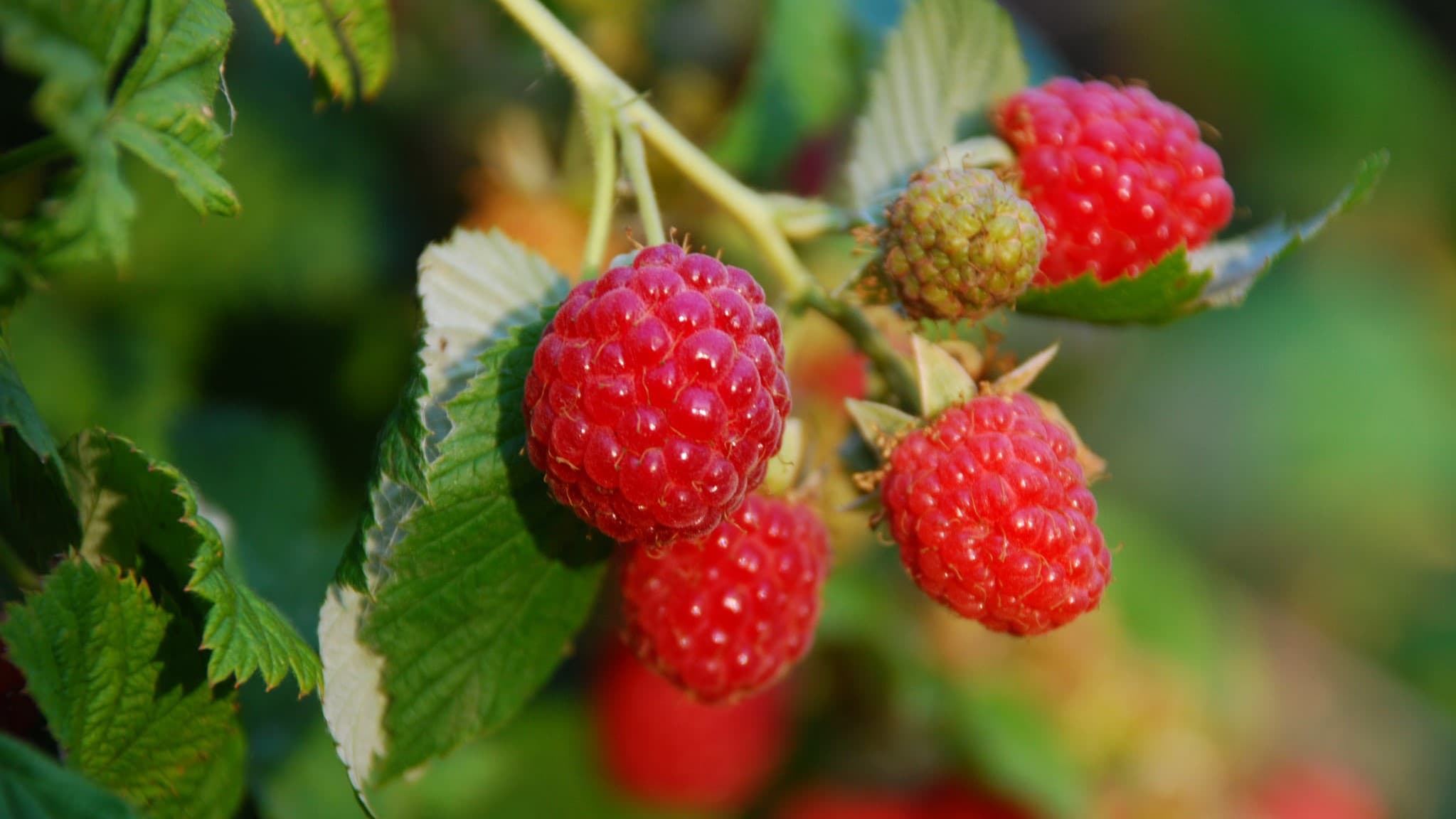 Raspberries
