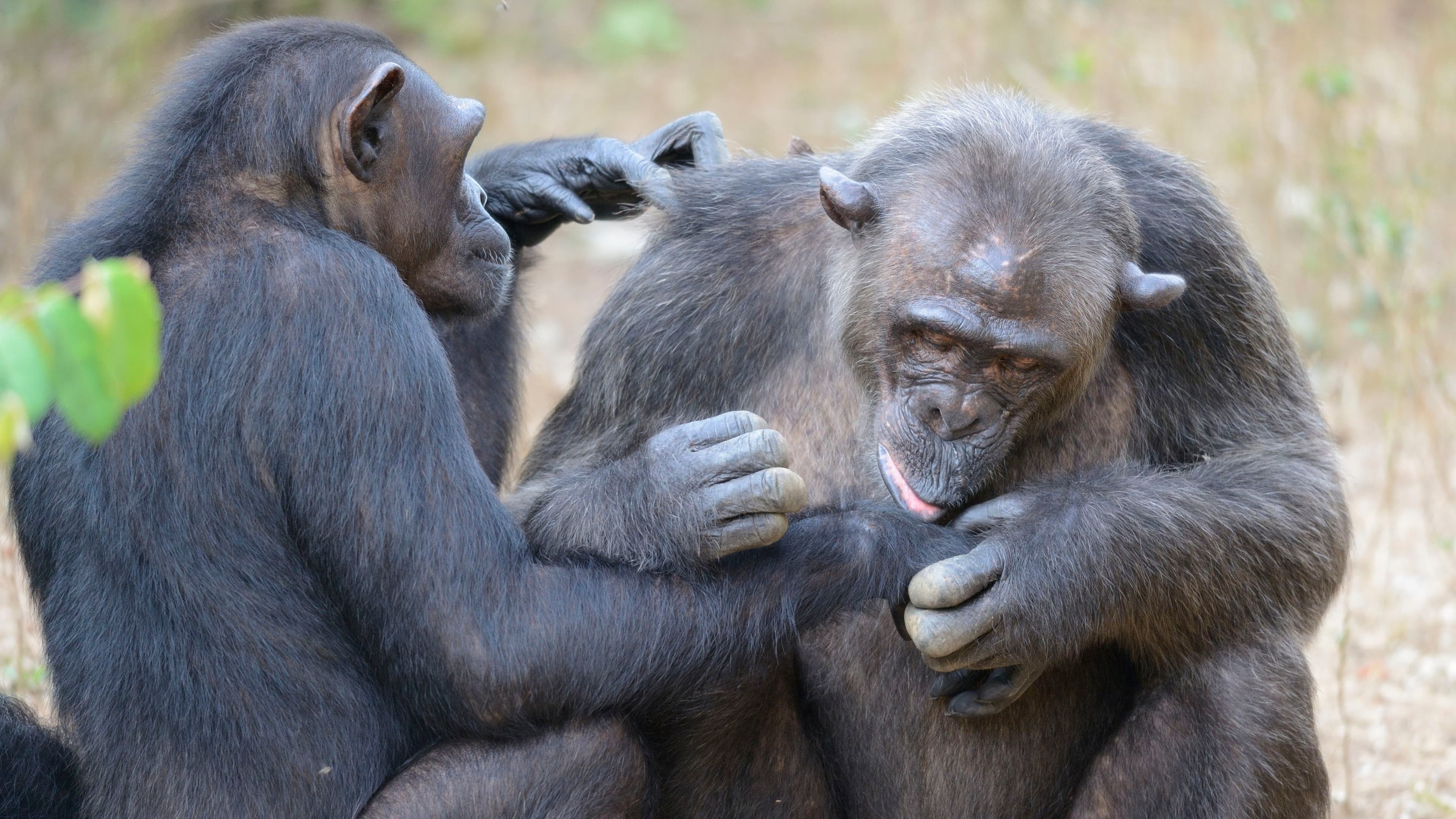 Cecile and Stan at the Sanaga-Yong Chimpanzee Rescue Center.