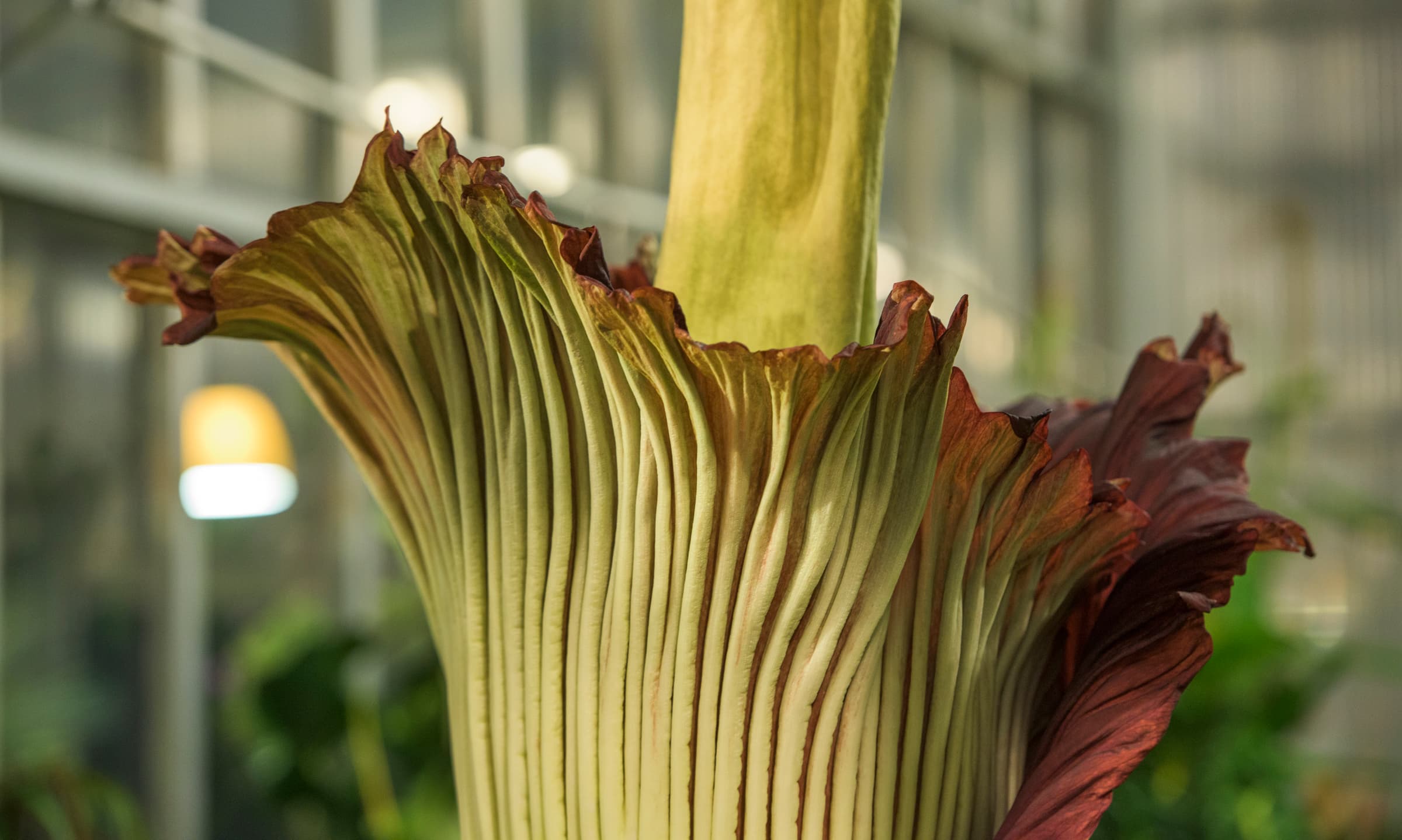 Corpse flower in bloom