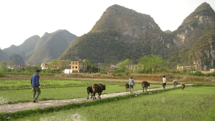 Mercury enters rice through local industrial activities and through burning coal.