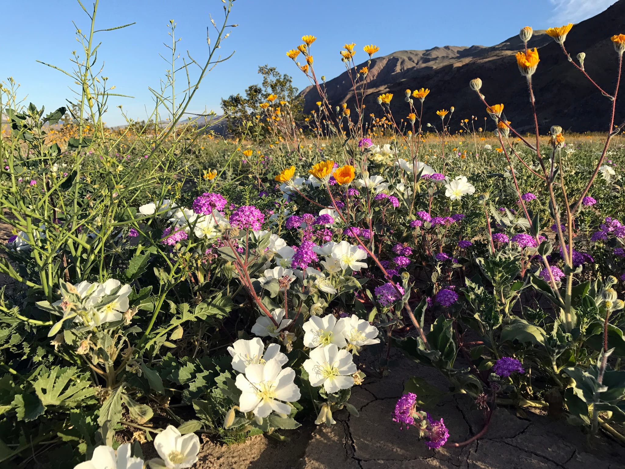 The spring bloom in California’s Anza-Borrego Desert State Park is pictured here.