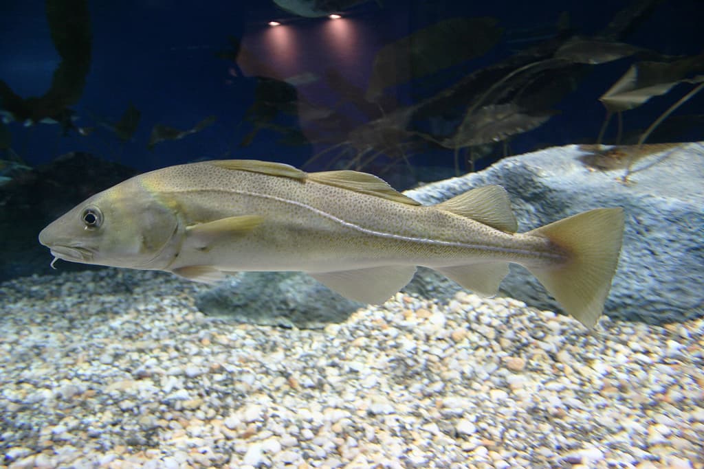 An Atlantic cod.