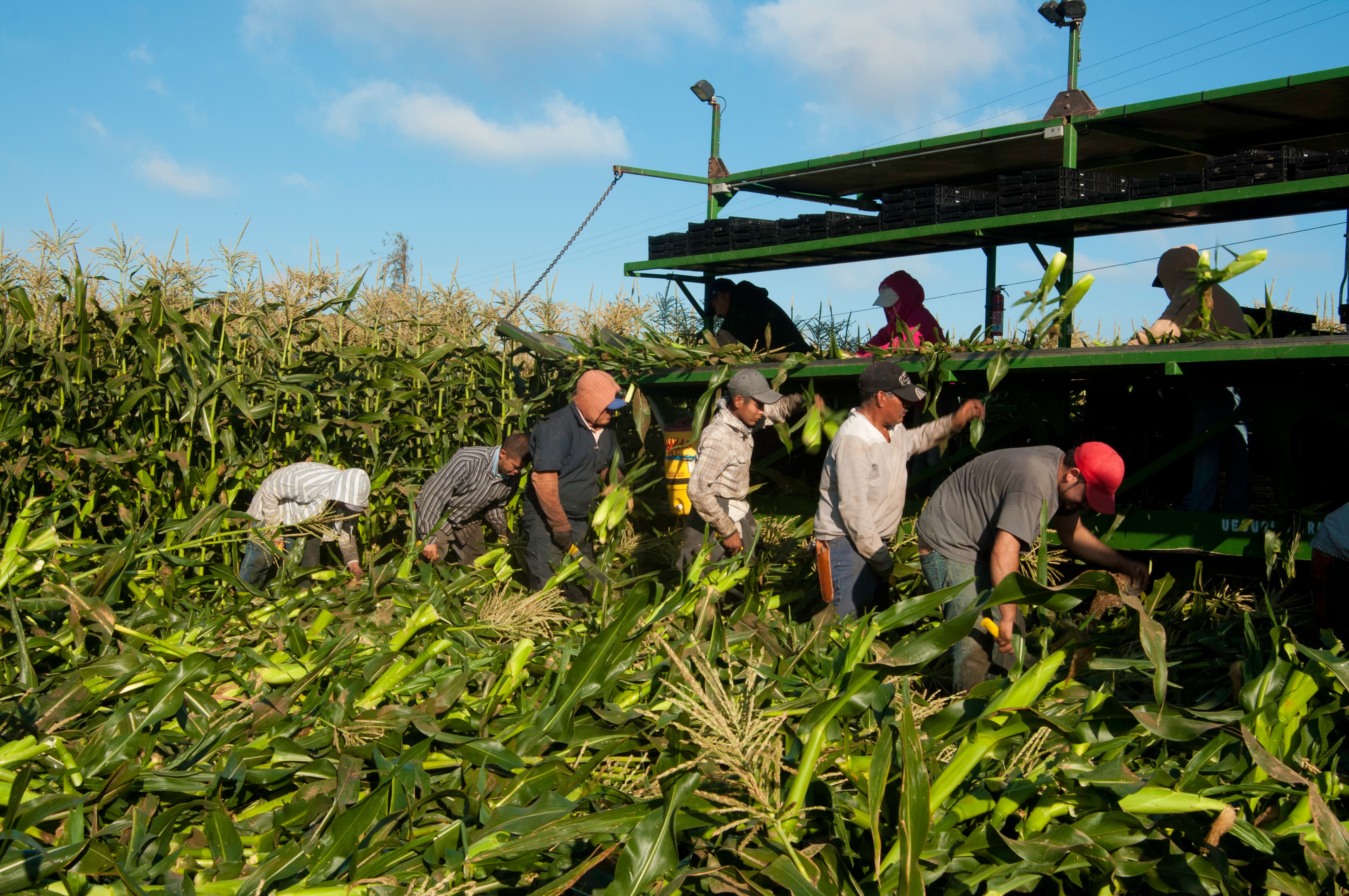 Corn is harvested in California