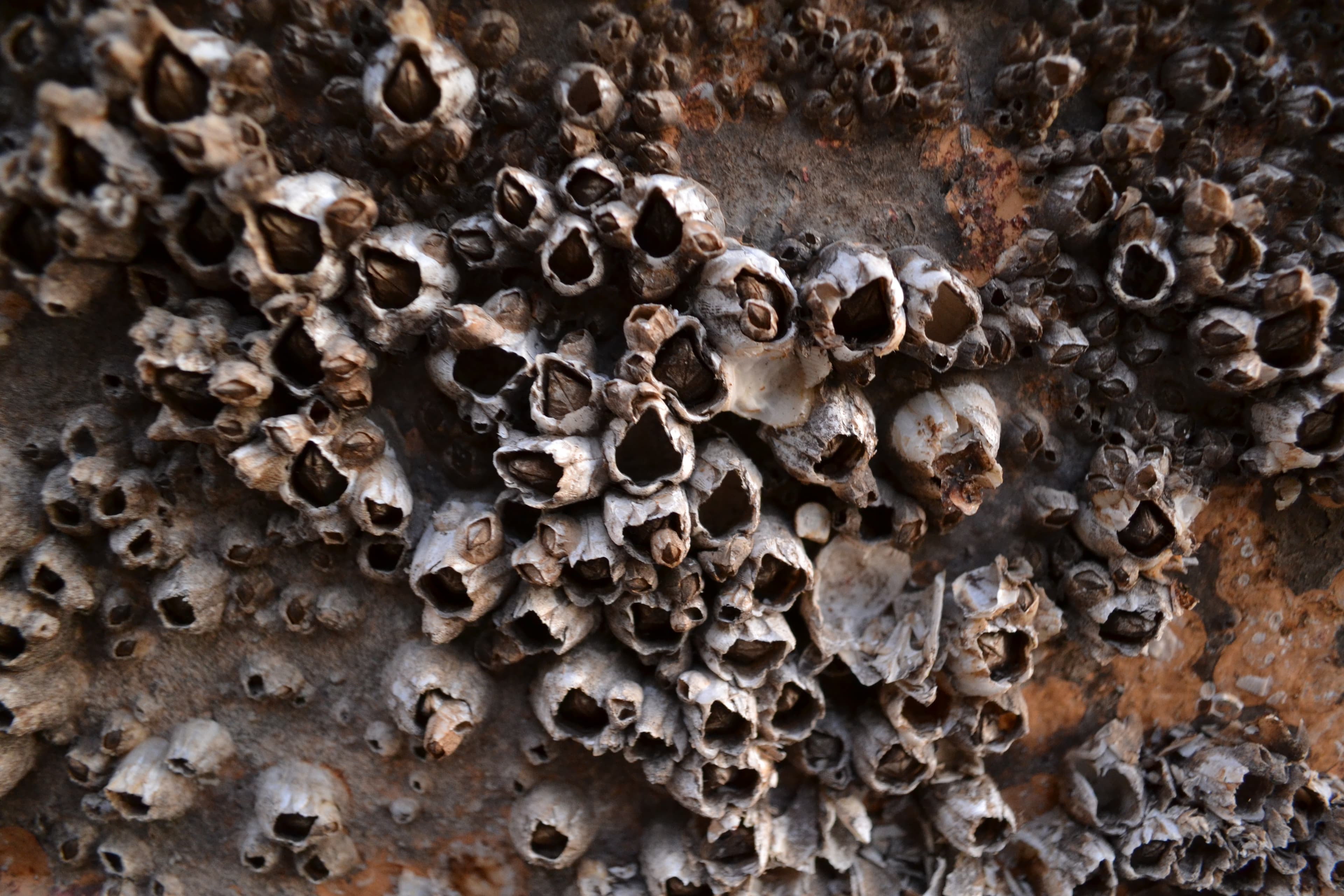 Barnacles