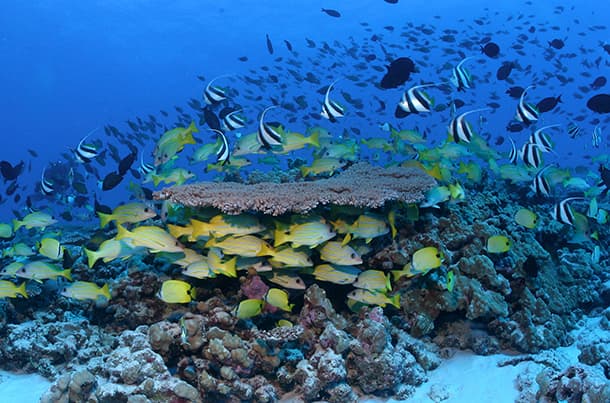 Hawaii coral reef fish