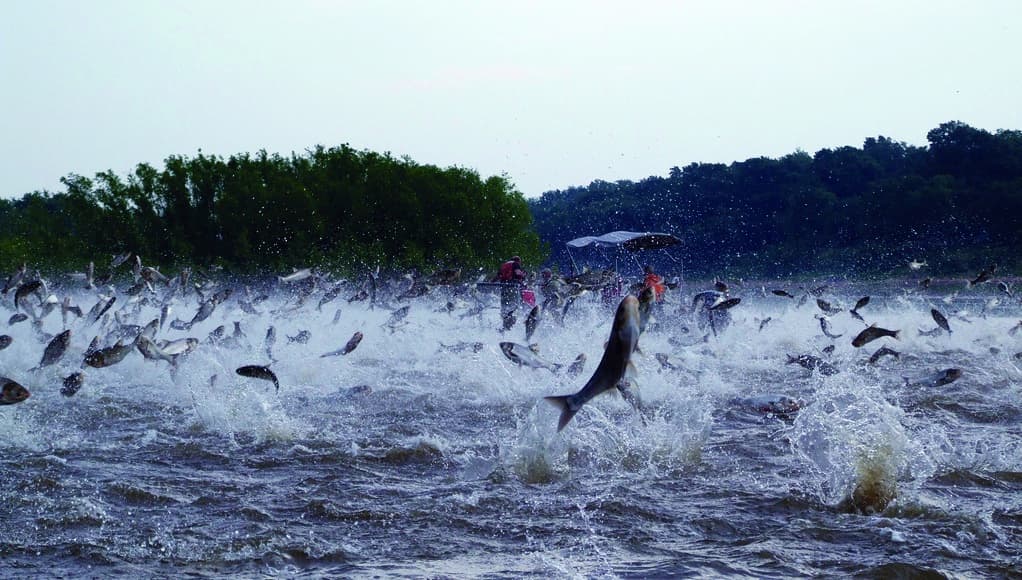 Asian Carp