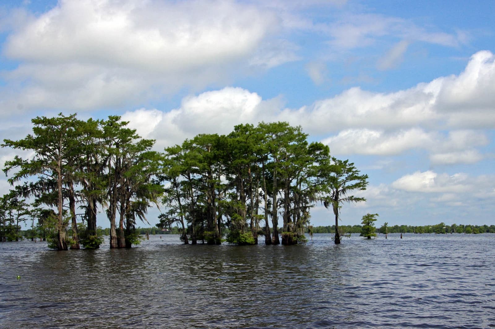 Atchafalaya bayou