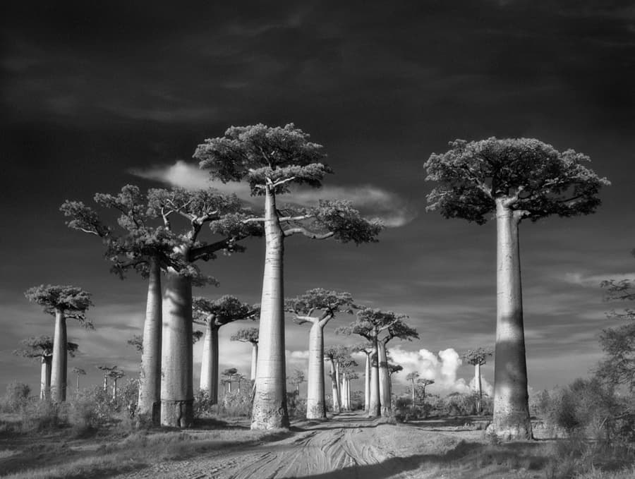 Avenue of Baobabs, Madagascar
