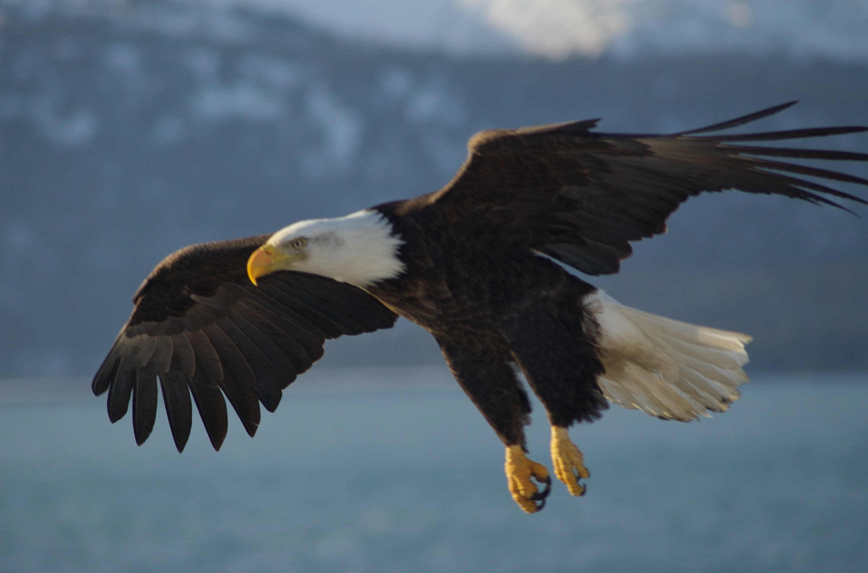 Bald Eagle