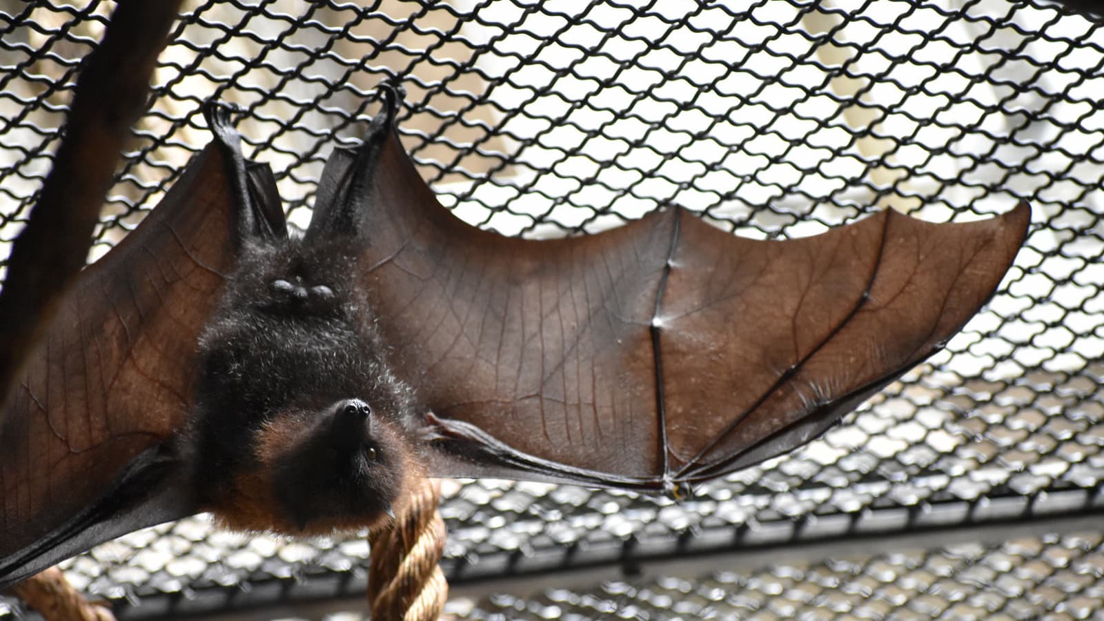 Bats have a specialized thin skin that allows their wings to change when a muscle is activated with every beat cycle of the wings.