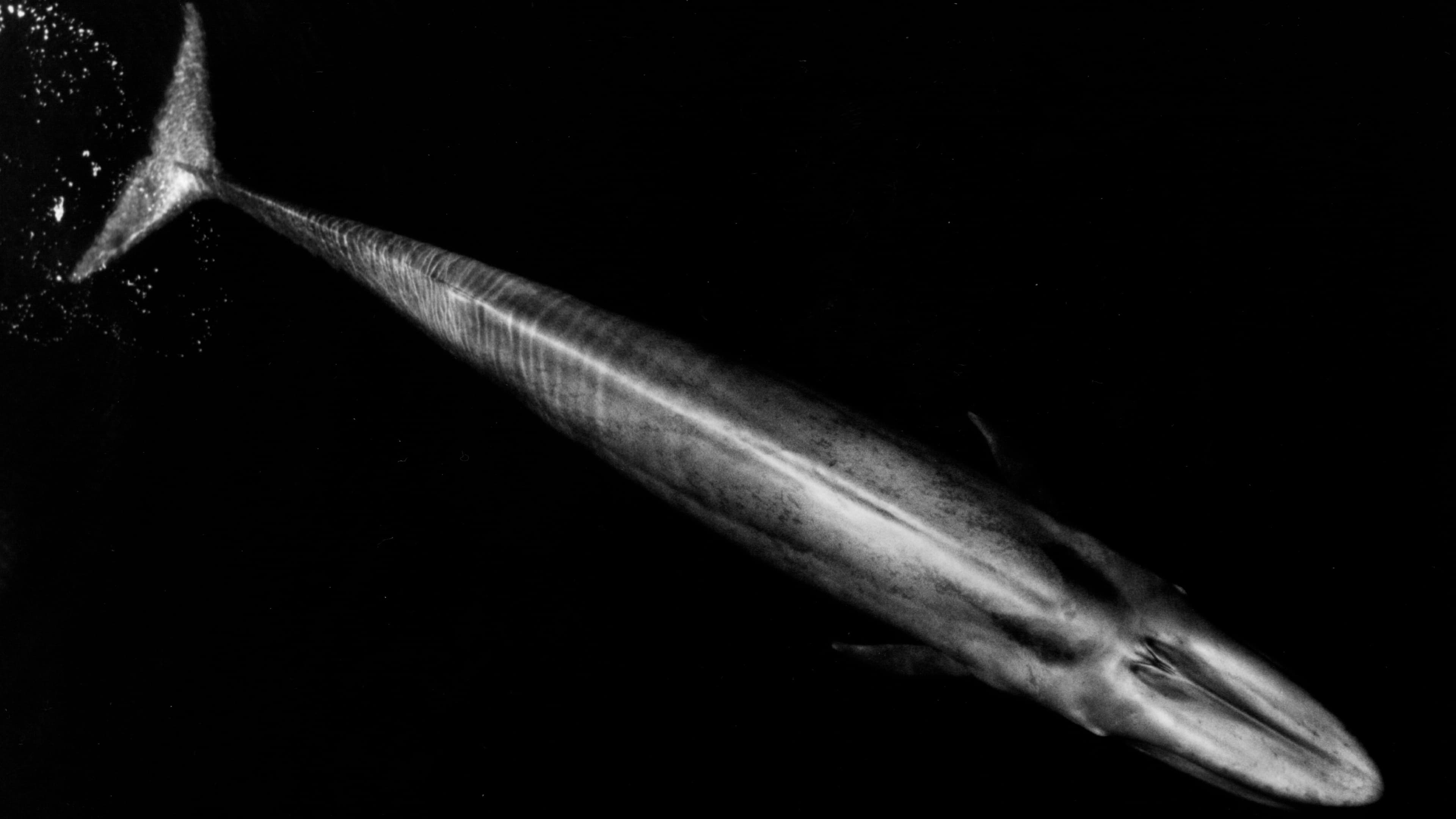 Blue whales are the largest creatures that have ever lived. They were hunted to near extinction in the 20th century and have only recovered since to perhaps 10% of their pre-whaling numbers, but new research has found that the Northeastern Pacific populat