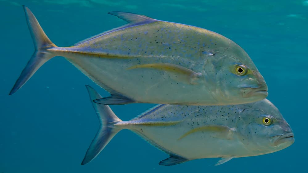 The Hawaiian population of Bluefin Trevally has been threatened by rapid decimation due to overfishing.