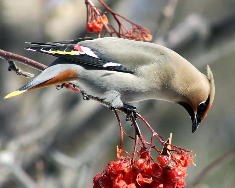 A Bohemian waxwing eating fermented berries