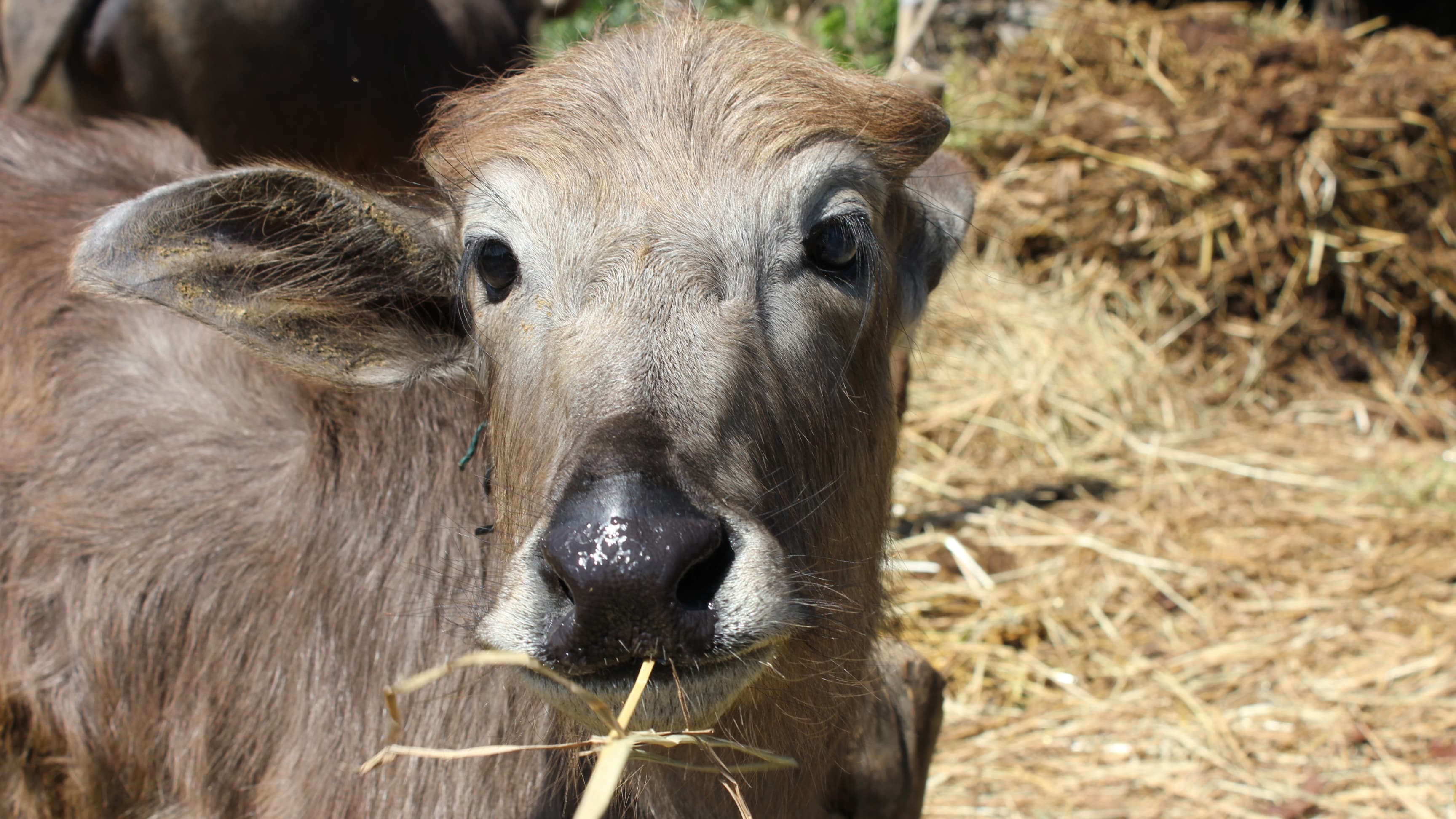 This buffalo in the village of Kaskikot, Nepal, survived last April's magnitude 7.8 earthquake, but an estimated 55,000 farm animals and nearly half a million domesticated birds did not. The losses were deeply felt in a place where livestock are often tho