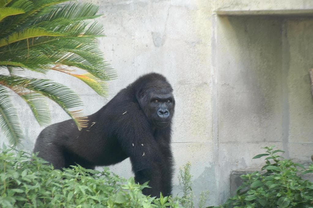 Shabani