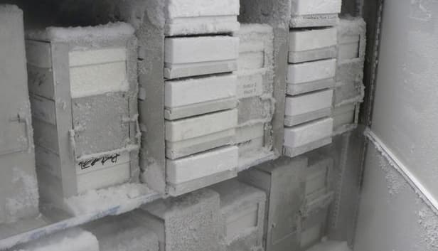 Frozen blood samples