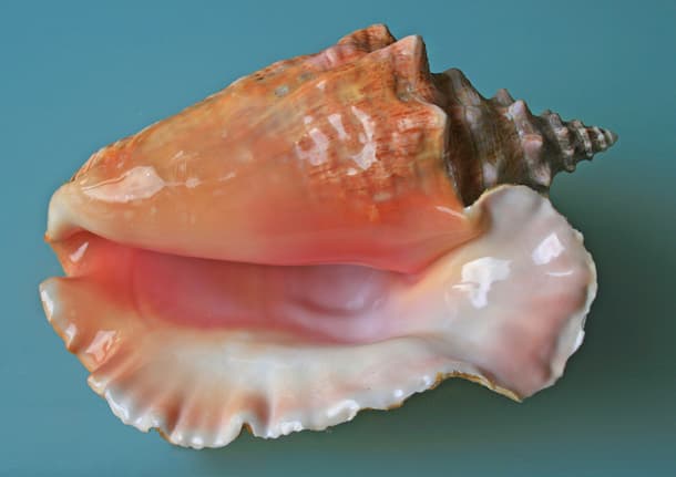 Queen Conch