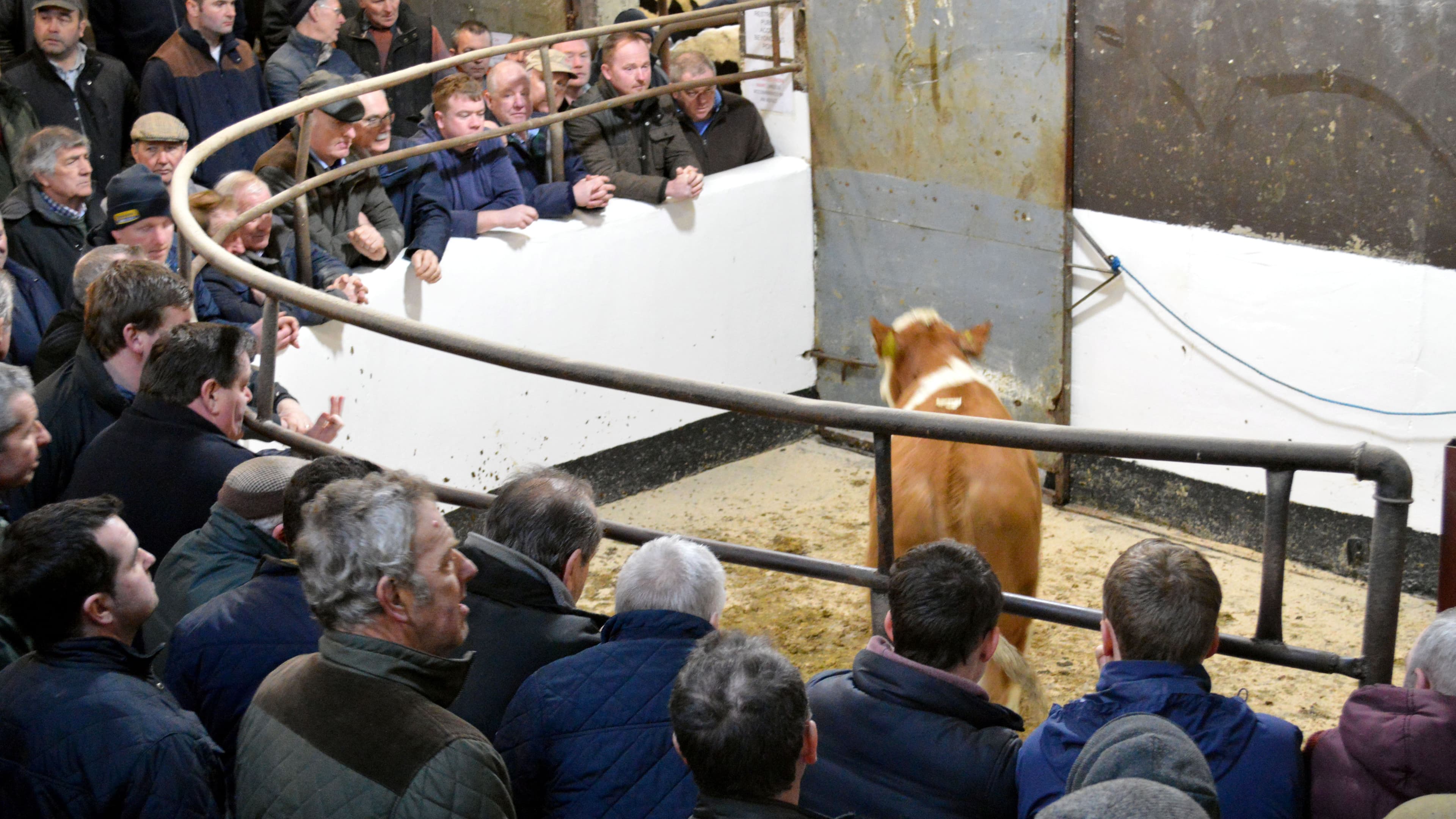 At the Camlough Cattle Mart, which serves Crossmaglen. Farmers are worried how competitive their beef will be in a post-Brexit world.