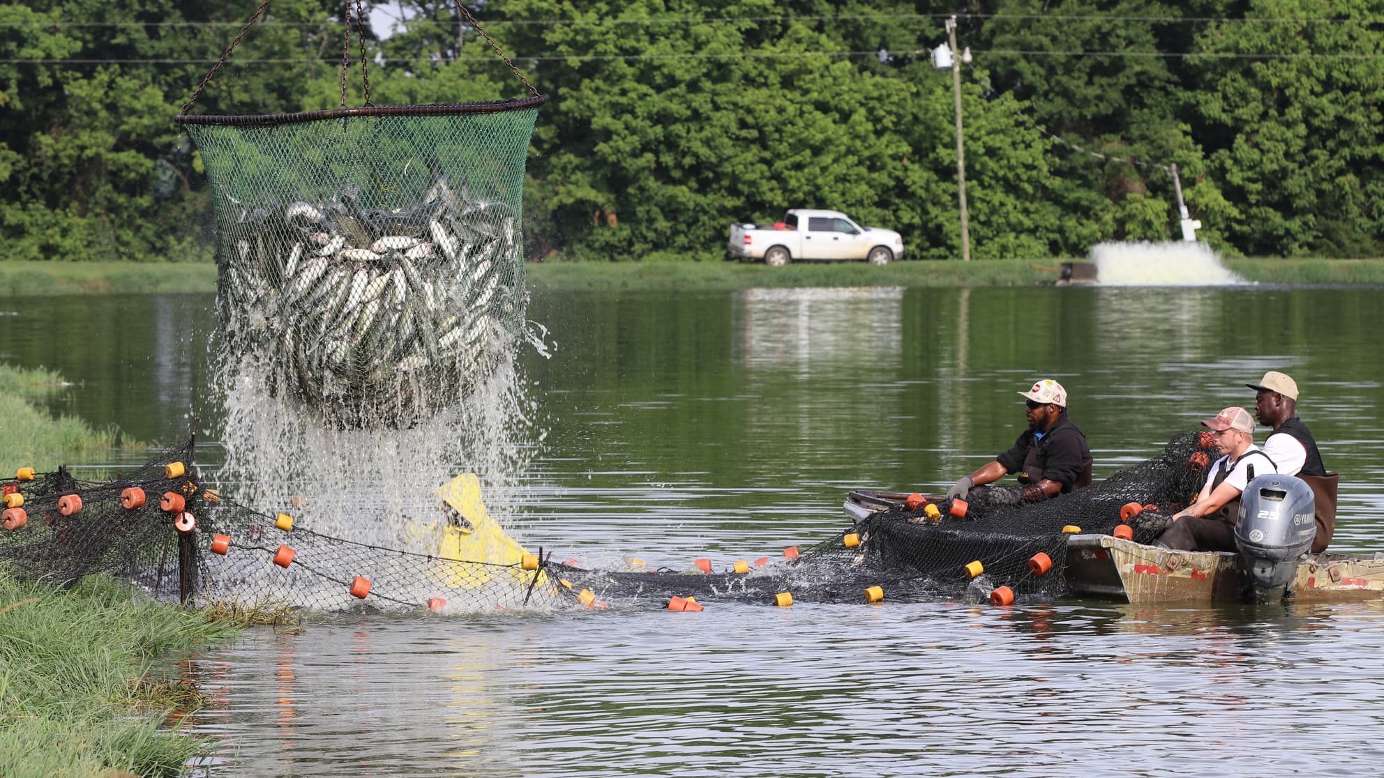 Alabama employs roughly 3,000 people working with farmed catfish. The domestic industry has been cut in about half over the past 15 years, primarily due to competition from Vietnam.