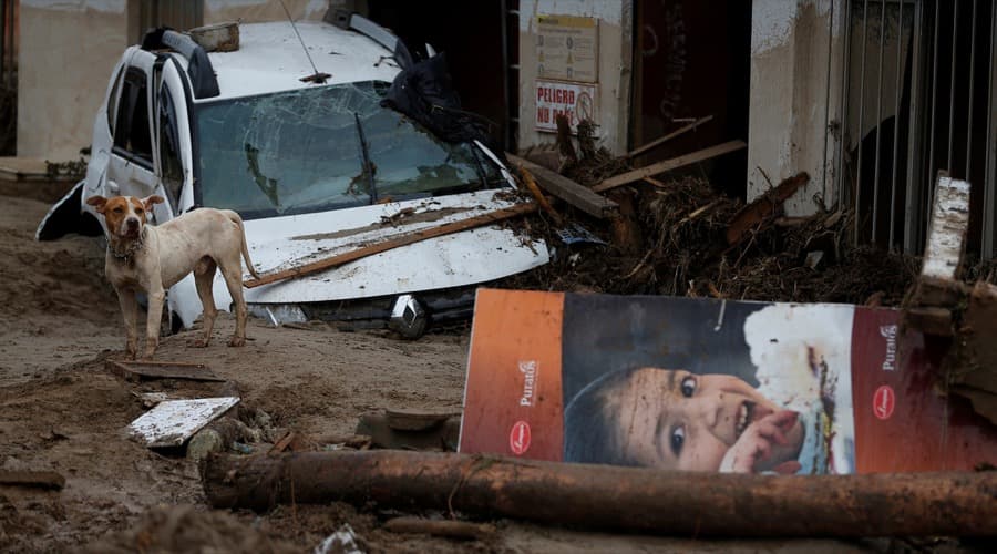 A dog on a street destroyed after flooding and mudslides caused by heavy rains