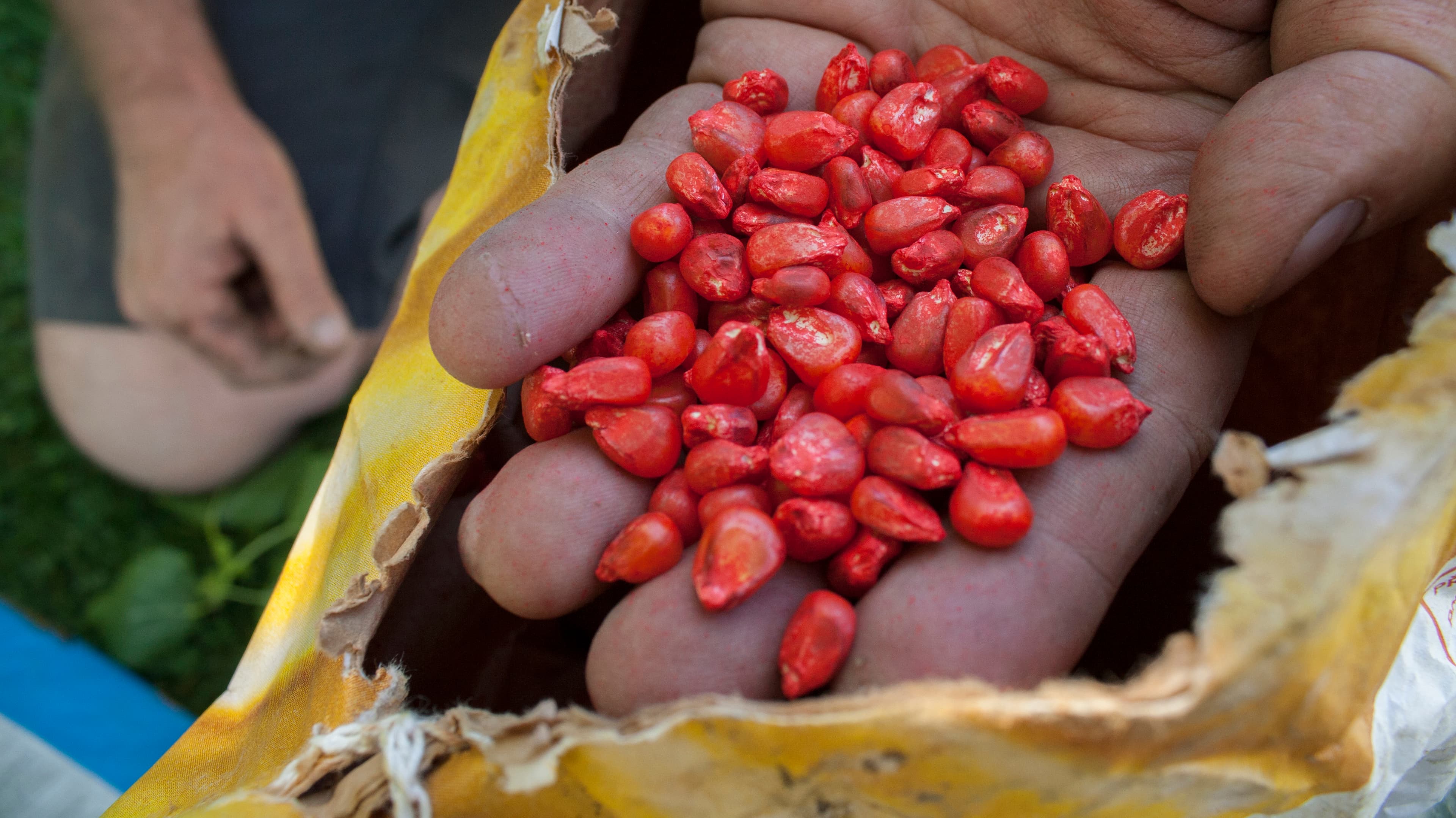 Monsanto corn seeds, Mon 810, are grown in only five countries in the European Union. France, Germany, Italy are among those who have banned GMOs as a precaution.