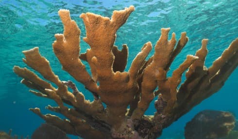 Elkhorn coral