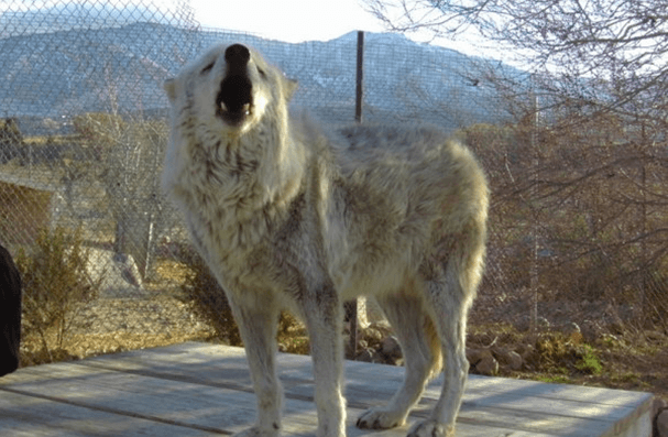 Wolf howling