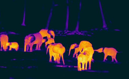 Elephants thermal camera