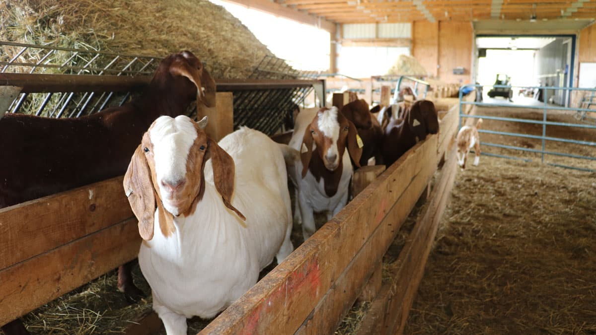 Goats at Leach Farms in upstate New York.