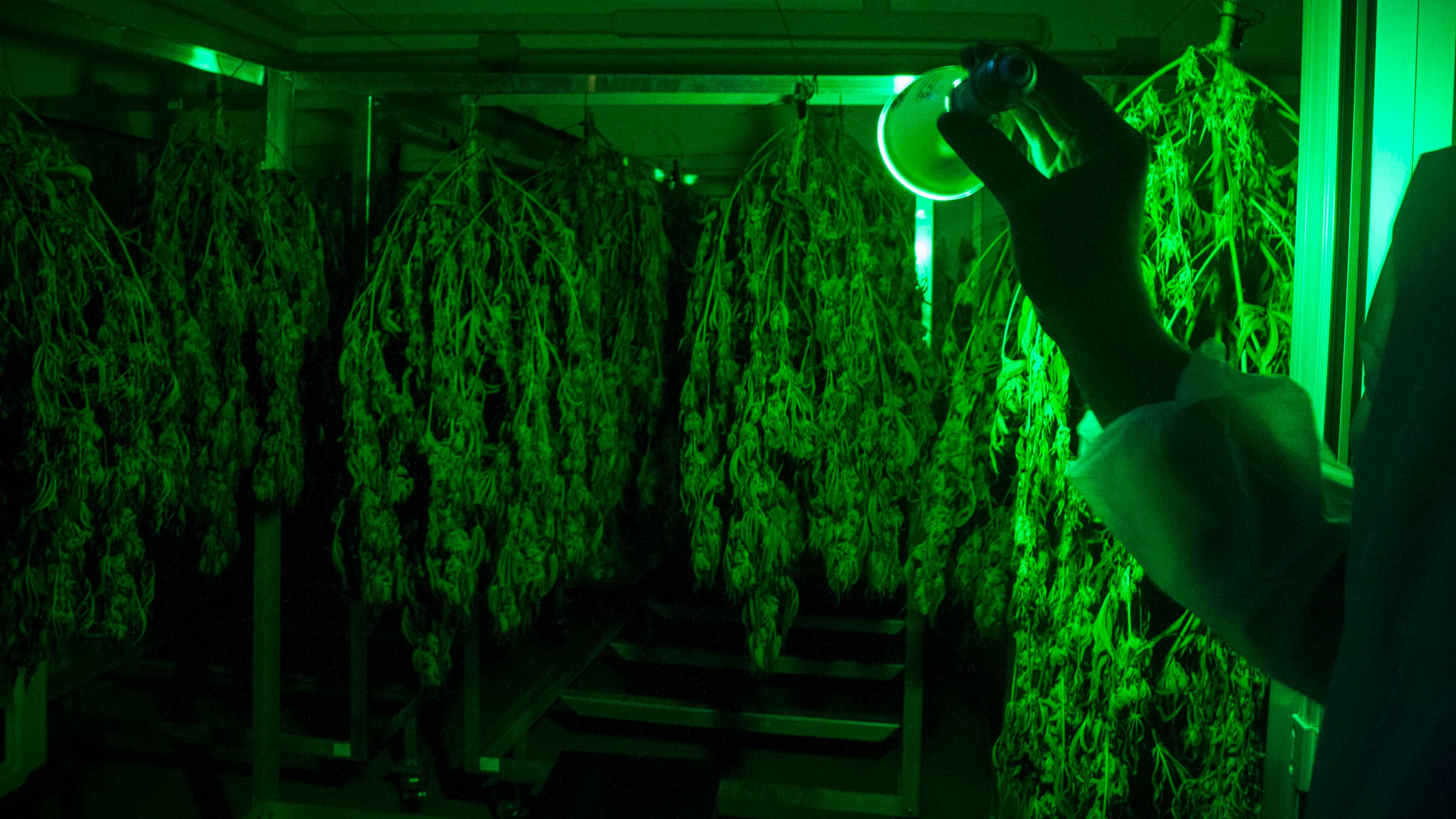 For nearly a century, the Italian army has produced medicine for the country.  This year, they’ve taken on the production of a new drug: marijuana.