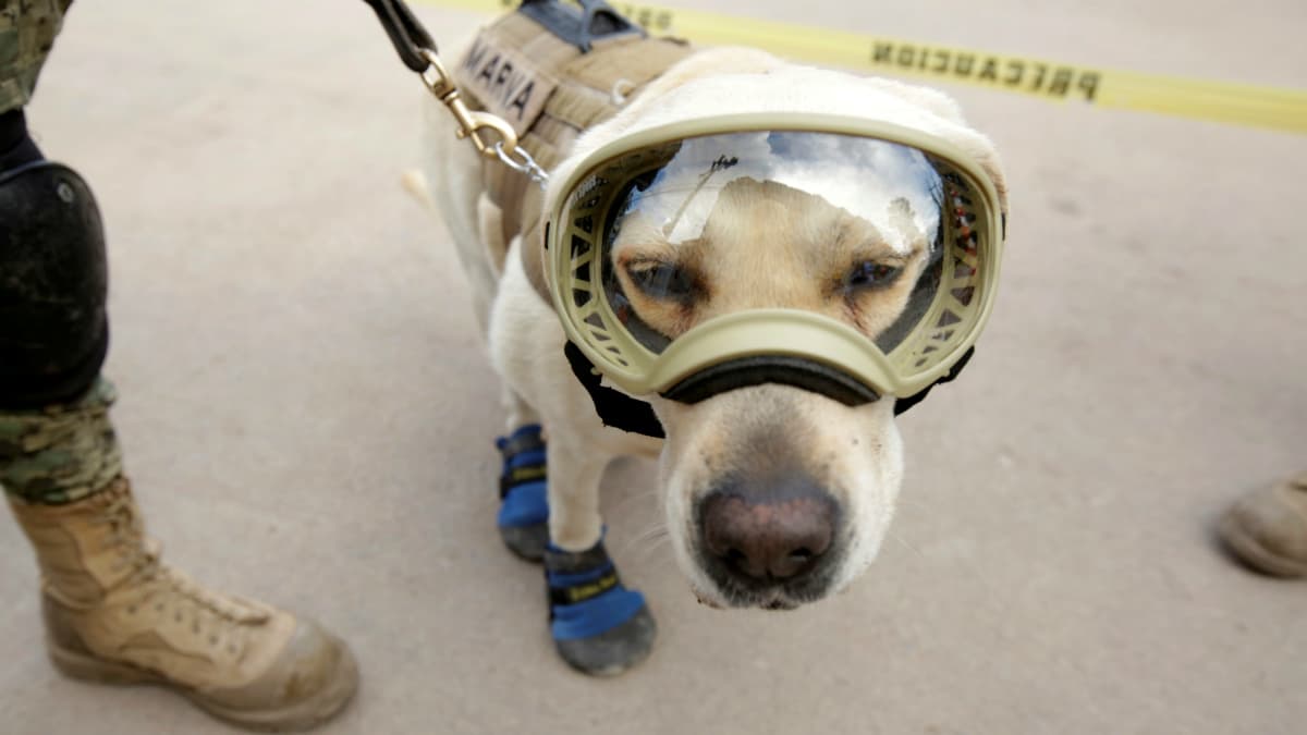 Rescue dog Frida looks on while working after an earthquake in Mexico City, Mexico September 22, 2017.