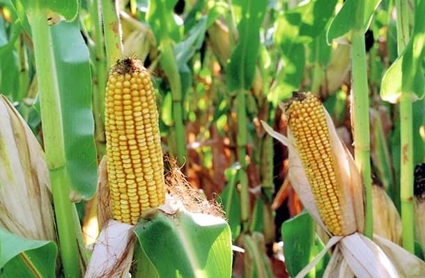 GMO corn