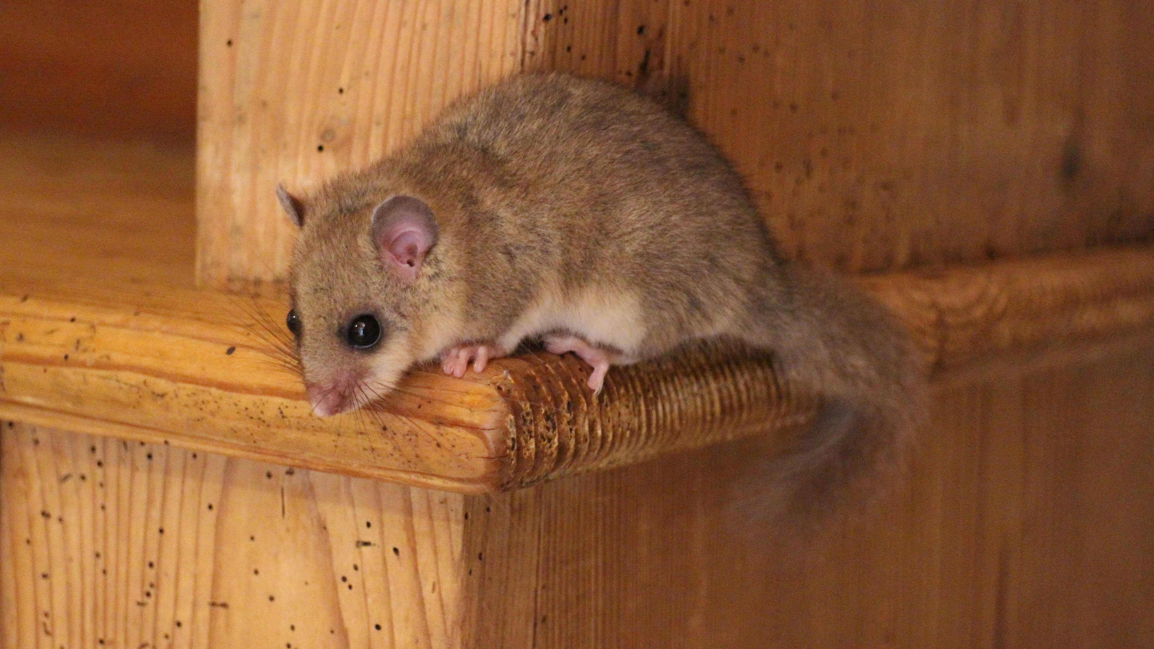 Edible dormouse