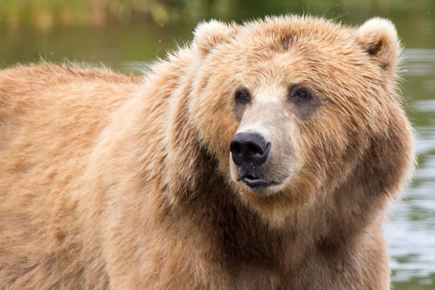 Kodiak bear