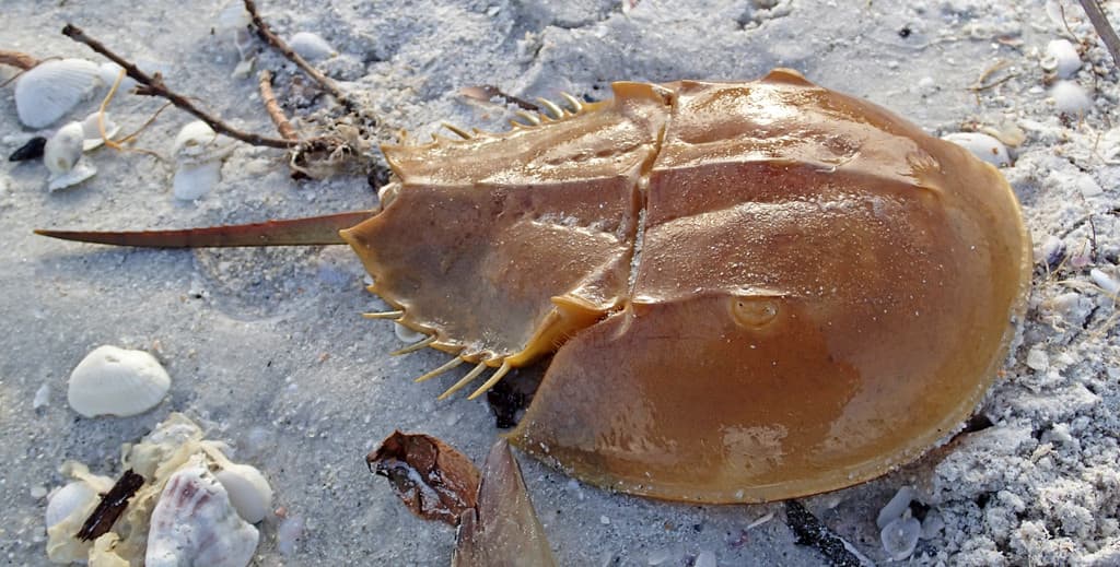 Horseshoe crab