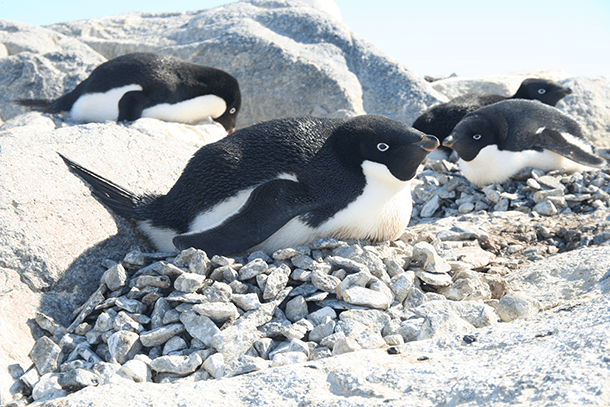 Adelie penguins