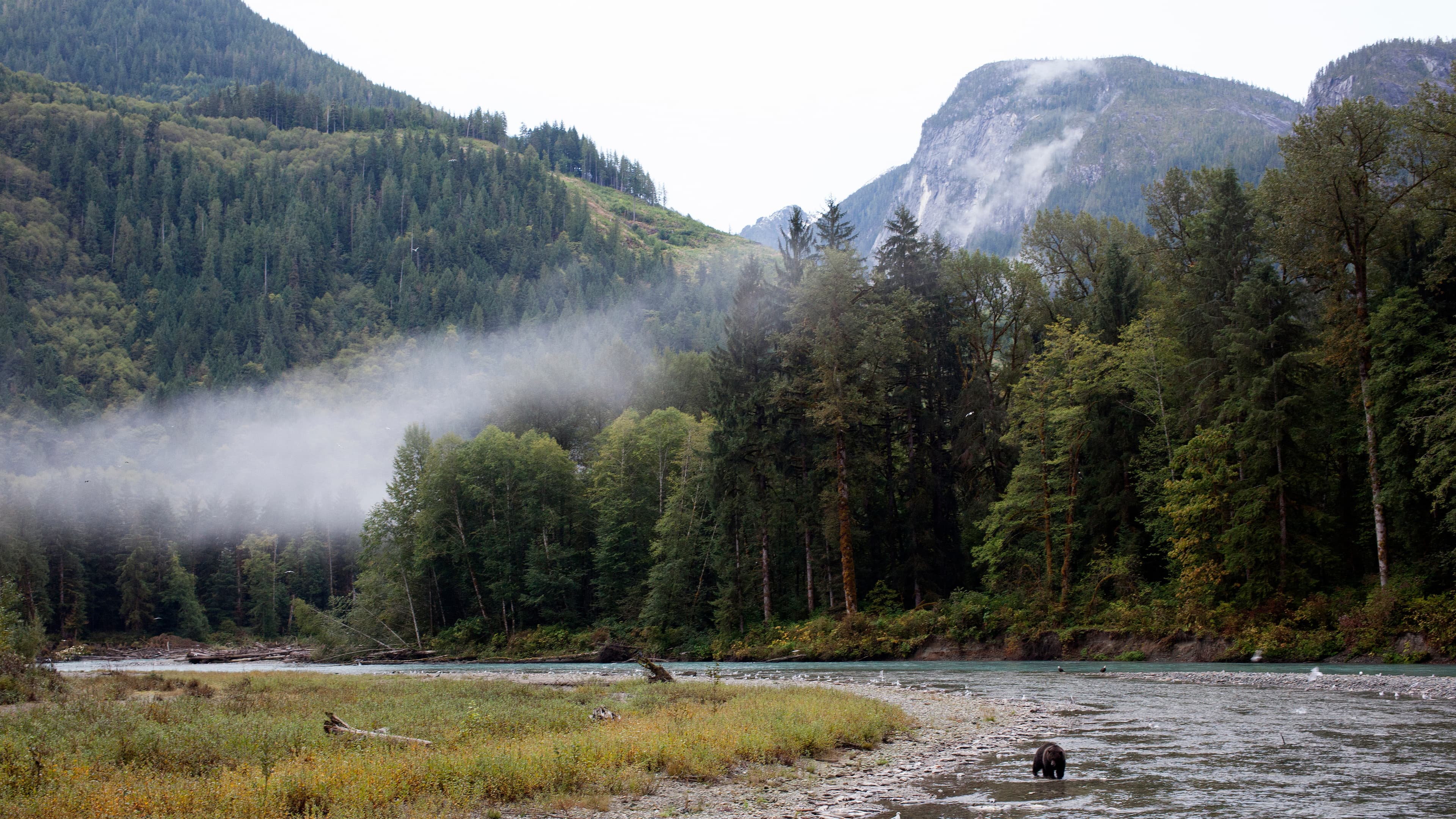 A grizzly feeds on dead salmon at the end of their spawning run in a river in British Columbia's Great Bear Rainforest. Hunting grizzlies was banned throughout the vast region late last year.