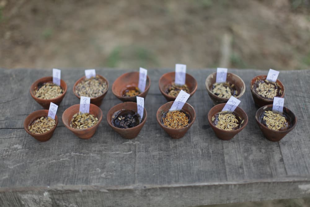 Various kind of rice that are indigenous to the Sundarbans. Such native kinds of rice are able to withstand salty and austere conditions better than modern high-yield rice.