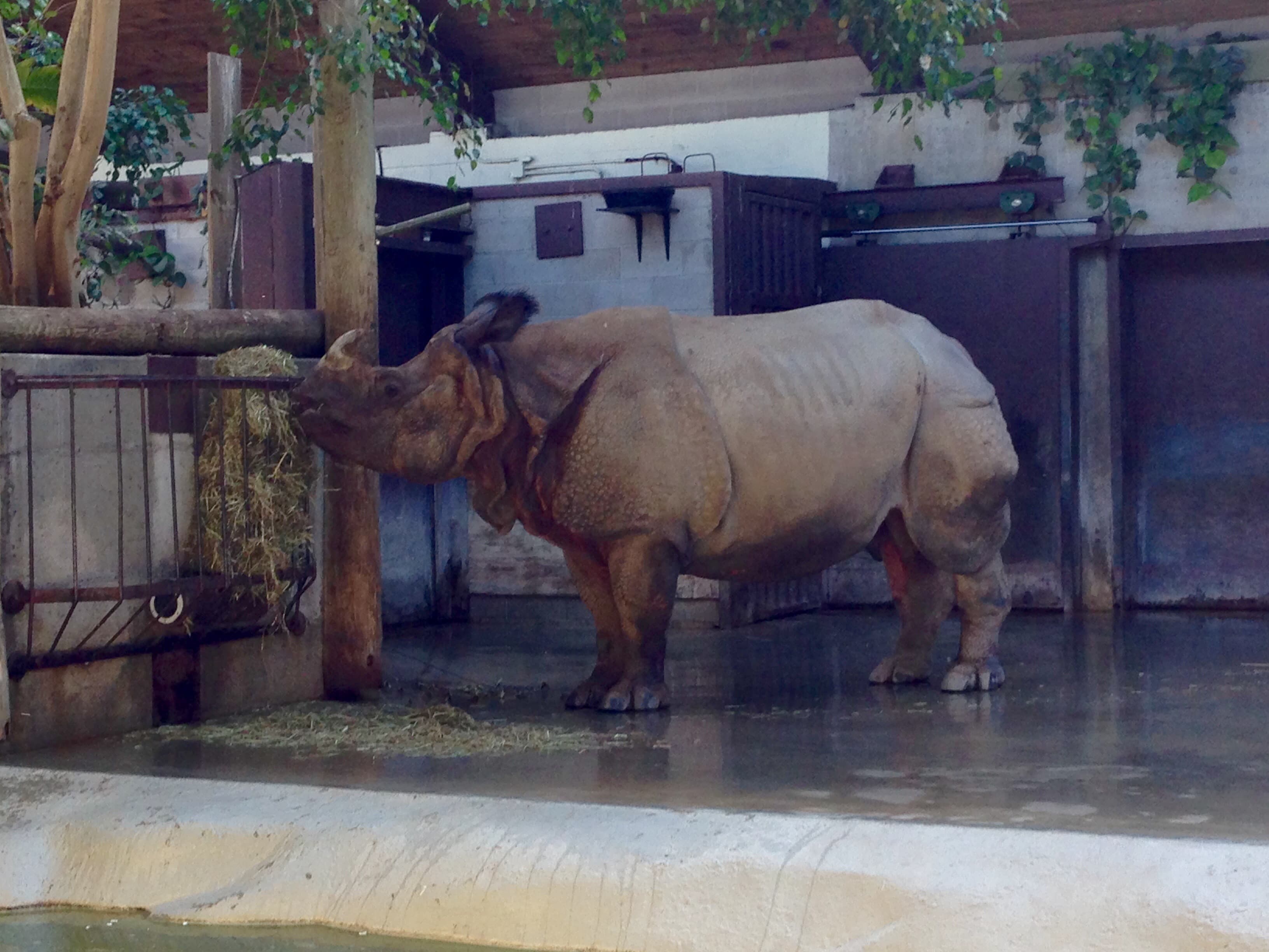 Toronto Zoo resident Vishnu eats his breakfast. The zoo is hoping what happens next will be a big boost for them.